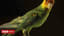 Humans 'sole culprits' in US parrot extinction