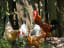 Best Poultry For Your homestead - Best Chicken Breeds for Homestead