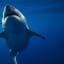 Divers spot 'gentle grandma' white shark off Hawaii