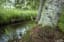 Eastern Massasauga Rattlesnake - View Photo - Photohab - Beautiful and Free Photos Search Engine