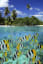 Coral Reef - Tahiti - French Polynesia Stock Image - Image of paradise, shallow: 15290371