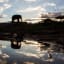 Botswana Starts National Debate to End Ban on Elephant Hunting