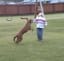 Dog knocks down child and almost gets payback