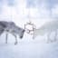 "Reindeers in Finnish Lapland" by Thomas Kleine See more of their work: