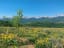 Wildflowers were in full bloom today on Acorn Creek Loop, Ptarmigan Peak Wilderness, Silverthorne, Colorado, USA