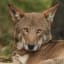 The red wolf is the world's most endangered canid. Once common throughout the southeastern US, they faced extinction by the 1960s due to killing programs + habitat loss. 14 wolves found along the Gulf coast of Texas + Louisiana became the founders of the captive breeding program.
