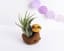 Sloth Air Plant, Air Planter, Sloth Gift, Gift Ideas for Her, Sloth Planter, Air Plant Holder, Best of Fall, Desk Accessory, Plant Gift