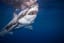 How Many Great White Sharks Are ‘Doing It’ In Australia?