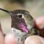 Tiny tech tracks hummingbirds at urban feeders