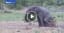 How Does An Elephant Scratch An Itch? Lol - video - pettopi.com - Elephant, Wild Animal Videos, Funny Animal Videos, Scratch, Itching