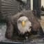 Rescued eagle angrily bathing