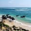 The sandalwood pony breed originated on the Sumba and Sumbawa Islands of Indonesia. The pony is named after the sandalwood tree which is major export of that area. The ponies are known for their endurance and racing prowess. Here are some sandalwood ponies walking along a beach on Sumba Island.