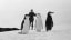 Human found waddling in penguin village on Livingston Island, West Antarctica, 1958. © IWM A 33958