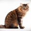 Best Cute Cats of America, American Bobtail Along with his quick tail, tufte...