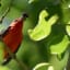 2 billion birds make Gulf migration, scientists show