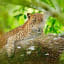 7 Reasons Wildlife Lovers should visit Sri Lanka: National Parks & more