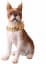 Premium Luxury Gold Tone Dog Collar For Large Dogs