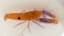 Pistol Shrimp: The Fastest Gun in the Sea