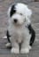 Pin by Just Jacx on 7. Delightful Dogs & Pups | Cute baby animals, Cute dogs, Sheepadoodle puppy