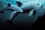 World's most endangered marine mammal, the Vaquita.