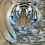 Ranthambore National Park, Spot Bengali Tigers Even in Day