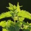 Nettle, the Wonder Weed