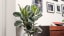 How to clean the air at home with houseplants