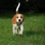 Everything You Need To Know About Beagles