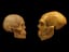 Modern Humans May Have More Neanderthal DNA Than Previously Thought