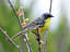 Kirtland’s warblers are referred to as the “bird of fire” because they rely on the fire-dependent jack pine forest. In 2019, this songbird was removed from the Endangered Species Act under the Trump Administration after 47 years of conservation & recovery