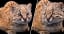 Smallest Wild Cat In Western Hemisphere Gets Cuter As Recording Unveils What It Sounds Like