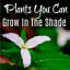 Plants You Can Grow in the Shade Or Shade Loving Perennials