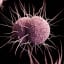 Novel antibiotic shows promise in treatment of uncomplicated gonorrhea