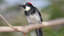 Bird Battle Royale: Acorn Woodpeckers Fight to the Death, and Other Birds Like to Watch