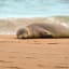 Invasive Feral Cats Transmitting Deadly Parasite to Endangered Hawaiian Monk Seals