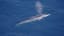 New Fin Whale Subspecies Discovered in North Pacific