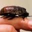 China grows 6 billion cockroaches in a year