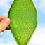 Synthetic Photosynthesis? New Tech Recycles Carbon Dioxide Faster Than Plants