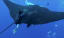 Diver swims only inches away from a 13ft-long manta ray off Mexico