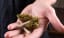Cleveland City Council Eliminates Penalties for Simple Cannabis Possession