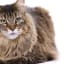 Meet the Fluffy Cat Breeds- Maine Coon – Ragdoll