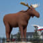 Canada and Norway lock horns over who's got the world's biggest moose