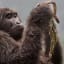 Stunning Shots of Gorilla Mourning Baby, Blood-Thirsty Birds Among the Best Wildlife Photos of the Year