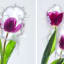 How Photograph Flowers Splashing in Milk with an Infrared Laser