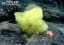 Marine scientists spotted a real-life yellow sponge and pink sea star near an underwater mountain in the Atlantic