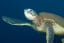 Green Sea Turtles Are Bouncing Back Around U.S. Pacific Islands
