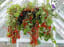 Growing Hanging Tomatoes Method