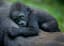Ugandan gorillas are experiencing a baby boom this year