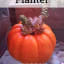 DIY Mini Pumpkin Planter with Succulents