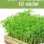 Best Microgreens To Grow - Tips About Life